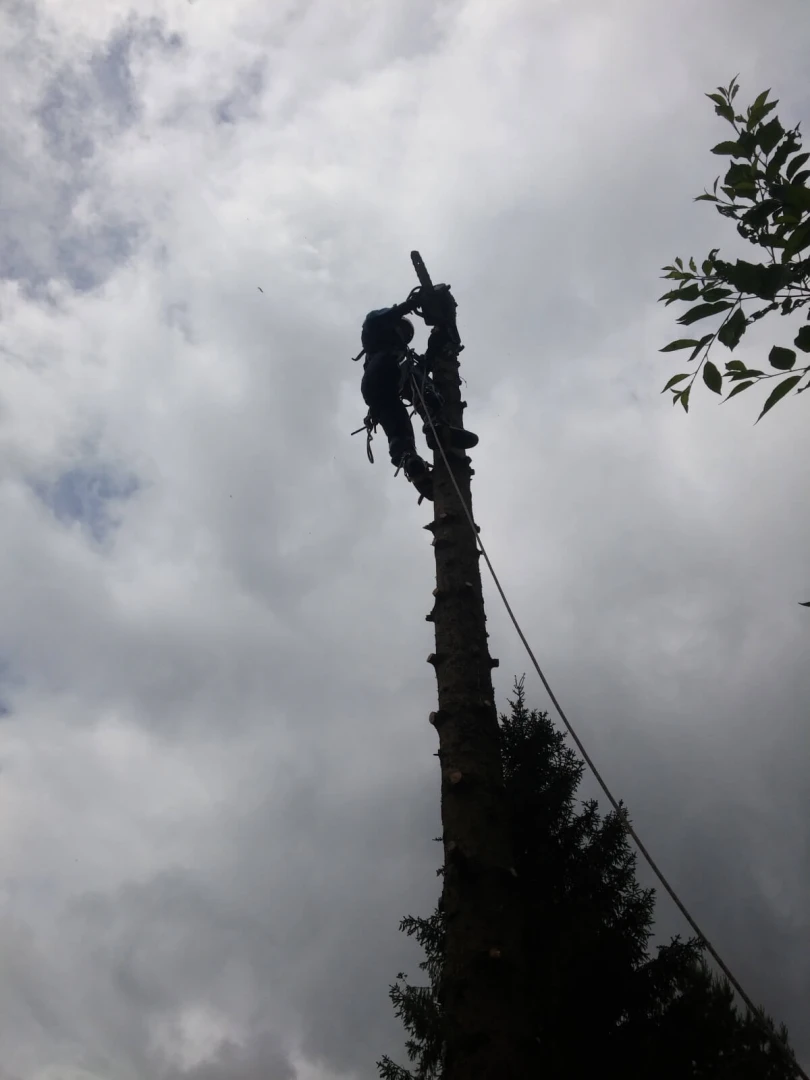 Wycinka drzew podlasie